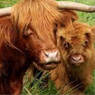 Ferme+des+Highlands